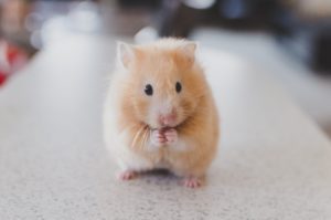ratinho bonitinho